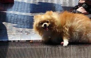 Taksim’de köpek yürüyen merdivene sıkıştı