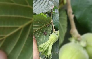 Tarım Müdürlüğünden fındıkta kokarca artışı...