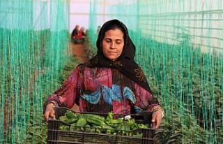 Tarımsal girdi fiyat endeksi yıllık yüzde 33,22,...