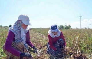 Taşköprü sarımsağı yetiştirilen tarlalarda...