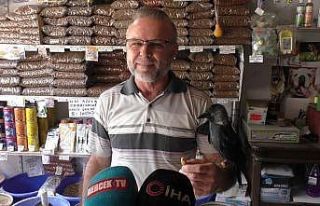 Tedavi ettiği karga 5 yıldır yanından bir an olsun...