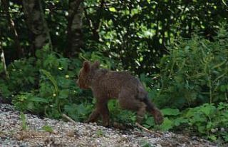 Tedavisi tamamlanan yavru ayı "Tuti" doğaya...