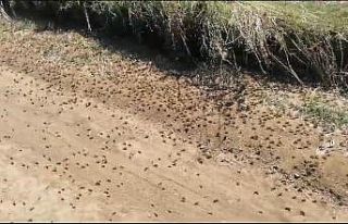 Tekirdağ Valiliğinden "çekirge" açıklaması