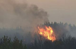Tekirdağ’daki yangında 300 hektar ormanlık alan...