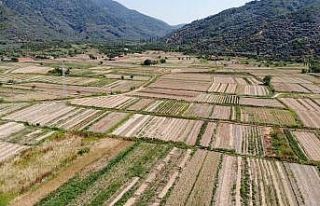 Tescilli mor soğanda hasat zamanı