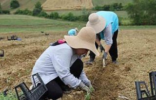 Tıbbi aromatik bitki yetiştiriciliğinde yeni ürün:...