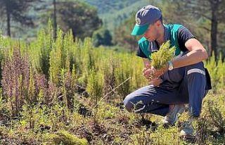 Tıbbi aromatik bitkilerin hasatı basladı