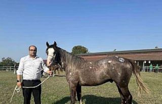 TİGEM 42 tay satışından 10 milyon lira gelir elde...