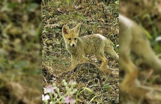Tilki, bakımını yapan doğa koruma görevlilerinden...