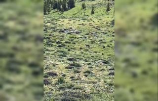 Tilkinin yiyecek arayışı