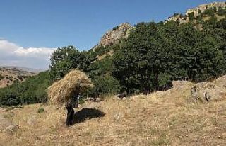 Tırpan ile biçtikleri otları 1 kilometre sırtlarında...