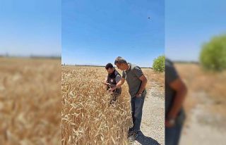 Tohum yetiştirilen alanlar kontrol edildi