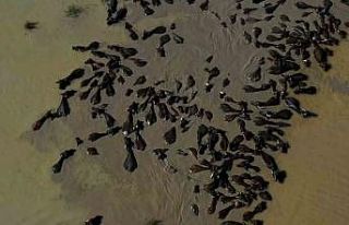 Tokat’ta Afrika’yı aratmayan görüntüler