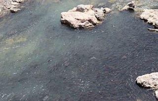 Tonlarca sazan balığı can çekişiyor