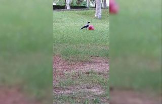 Top cambazı karganın hareketleri şaşırttı