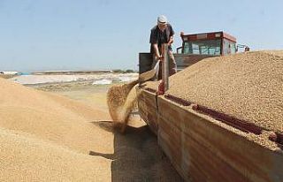 Toprak Mahsulleri Ofisi çiftçilerin yüzünü güldürüyor
