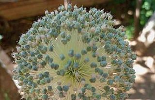 Tunceli sarımsağını toplayanlara 244 bin lira...