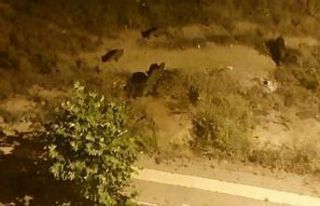 Tunceli’de aç kalan yaban domuzları şehre indi