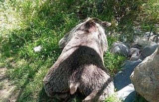 Tunceli’de aracın çarptığı ayı telef oldu