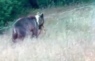 Tunceli’de bozayı, dağ keçisini avladı