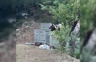 Tunceli’de piknik yapan vatandaşlara ’ayı’...
