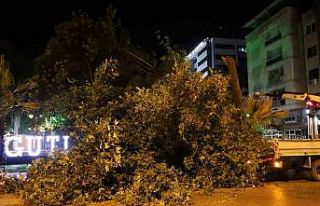 Turgutlu’da fırtına ağacı devirdi