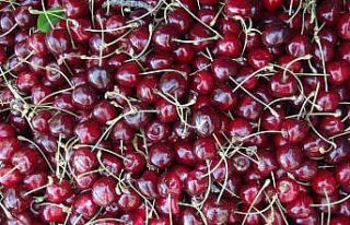 Türkiye’nin en geç kiraz hasadı Ahlat’ta yapılıyor