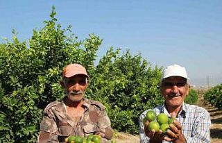 Türkiye’nin ilk ’lime’ cinsi limon hasadı...