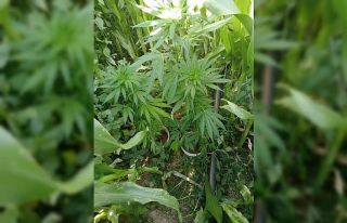 Uşak’ta 87 kök Hint keneviri ele geçirildi