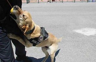 Uyuşturucu tacirlerinin korkulu rüyası ’Jack’
