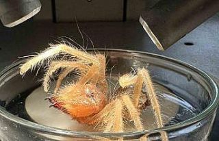 Uzman uyardı; ‘Sarıkız’ böceğine dikkat