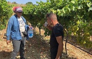 Üzüm işçilerinin rekor sıcaklıklarda zorlu mesaisi