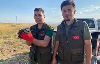 Van’da kafes avcılığı yapan 2 kişi güvenlik...