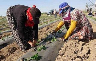 Van’da mevsimlik tarım işçileri bunaltıcı sıcaklara...