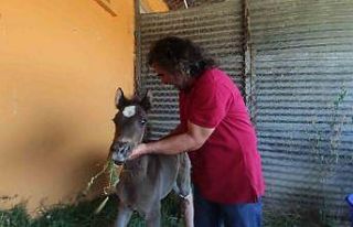 Van’da sahibi tarafından kırık ayağıyla terk...