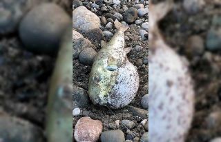 Vatandaşların oltalarına Balon balığı takılıyor