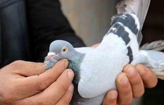 Vazgeçilmeyen bir tutku, saatlerce yanlarında bekliyorlar