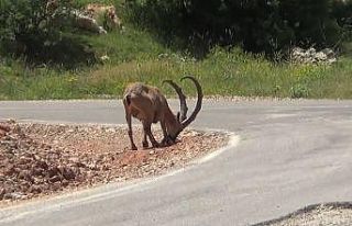 Yaban keçileri ’tuz’ için karayoluna iniyor