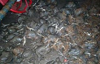 Yağış o ilçeyi de vurdu: Tavuk çiftliğini su...