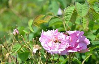 Yağlık gül hasadı başladı