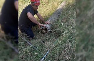 Yalova’da boru içinde mahsur kalan kaplumbağa...
