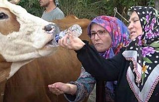 Yalova’da susuz kalan köylü yol kapattı, pet...
