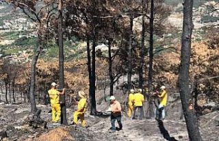 Yanan ormanda hasar tespit çalışmaları başladı