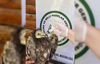 Yaralı Akbaba ve Kızıl Şahin Kars’ta tedavi...