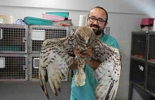 Yaralı halde bulunan yabani hayvanlara Denizli Büyükşehir...