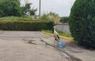 Yaralı Leylek tedavisinin yapıldığı Tarım Müdürlüğü...