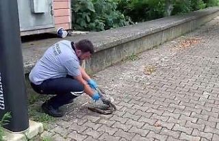 Yaralı martının imdadına belediye ekipleri yetişti