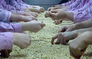 Yarıyılda 2 bin 520 ton fındık ihraç edildi