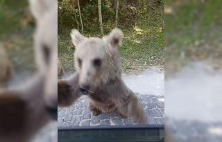 Yavru ayının araç sürücüsüne saldırısı kameraya...
