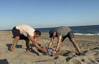 Yavru kaplumbağalar denizle buluşmaya başladı